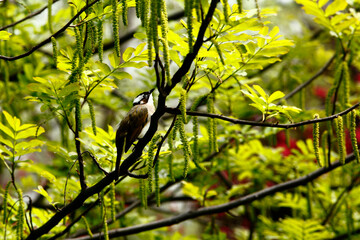 A small bird perched on a branch amidst lush green foliage