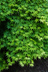 Fresh green of maple leaves in spring.
