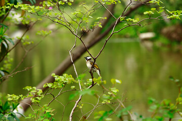 A small bird perched on a slender branch with fresh green leaves, set against a blurred background of a tranquil pond and surrounding greenery. 