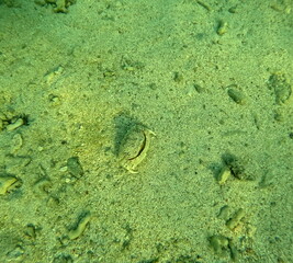flamed box crab underwater camouflaged in the sand, underwater photo of crustacean