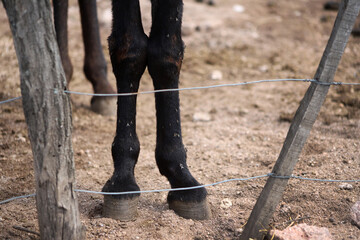 
Donkey legs with flies in rural farm corral. Horse sick with flies on its legs. Farm animal....