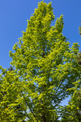Obraz premium The fresh green of Metasequoia is like a yellow-green tower.