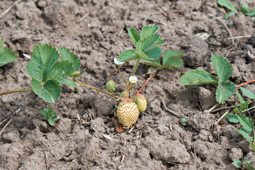 The strawberry berry is not ripening in the garden in the village. Close-up.