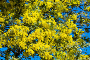 Close-up of beautiful blooming mimosa flowers in forest park.