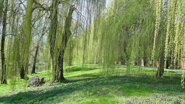 Salix babylonica (Babylon or weeping willow) is willow native to dry areas of northern China, but cultivated for millennia elsewhere in Asia, being traded along Silk Road to southwest Asia and Europe.