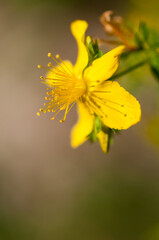 St. Johns Wort growing in upstate New York
