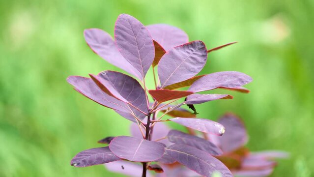 Cotinus coggygria, Rhus cotinus, European smoketree, Eurasian smoketree, smoke tree, smoke bush, Venetian sumach, or dyer's sumach, is flowering plant in family Anacardiaceae