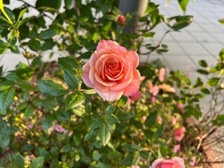 野外に咲く一輪のピンクのバラの花のアップ