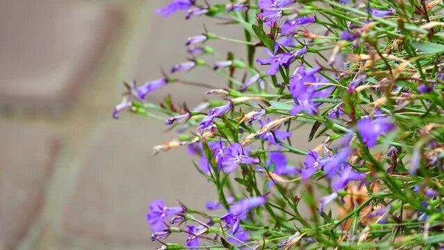 Lobelia erinus (edging lobelia, garden lobelia or trailing lobelia) is flowering plant in bellflower family Campanulaceae, native to southern Africa.