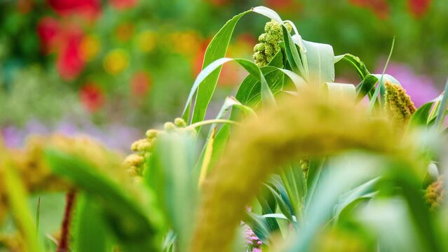 Foxtail millet, scientific name Setaria italica (Panicum italicum), is grass grown for human food. It is bristle-grass, dwarf or giant setaria, green foxtail, Italian, German or Hungarian millet