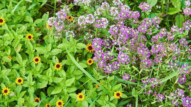 Lobularia maritima (Alyssum maritimum) is low-growing flowering plant in family Brassicaceae. It is sweet alyssum or sweet alison, also commonly referred to as just alyssum