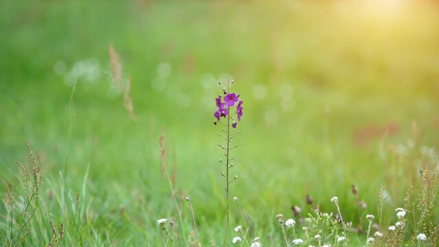 Verbascum phoeniceum, known as purple mullein, is mullein that is part of family Scrophulariaceae native to Central Europe, Central Asia and Western China.