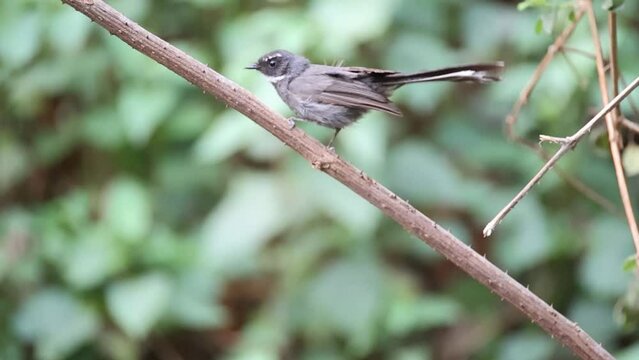 White-throated fantail Bird