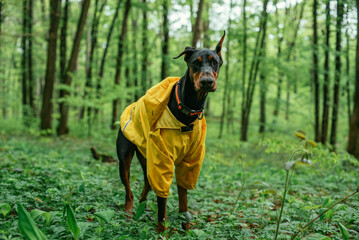 portrait of cute doberman dog wearing yellow rain jacket in the forest