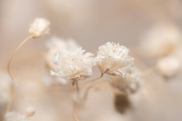 Dry light small white gypsophila romantic two flowers macro with bokeh background