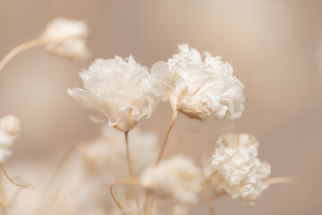 Two Dry light small white gypsophila romantic  flowers macro with blur background