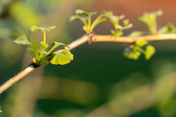 Fresh and young Ginkgo Biloba 
leaves covered with dew.