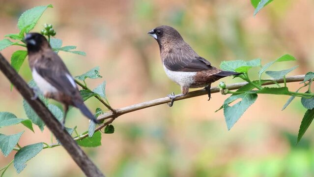 White-rumped munia Bird