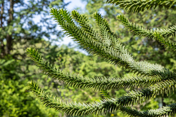 Monkey puzzle tree branch with many thorns.