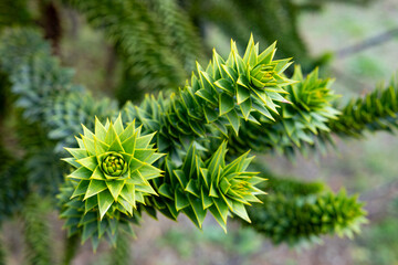 The shape of the tip of a monkey puzzle tree branch with many thorns.