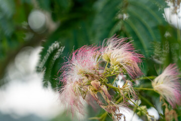 柔らかく咲くネムノキの花