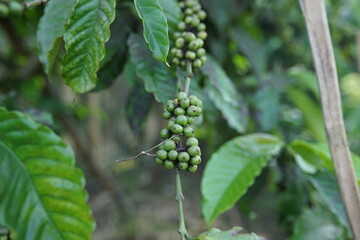 green beans berries of a tree