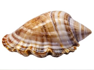 Collection of PNG. Shell Raw Mollusk Delicious Seafood Shellfish Sea Oyster Fresh Isolated on A Transparent Background.