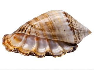 Obraz premium Collection of PNG. Shell Raw Mollusk Delicious Seafood Shellfish Sea Oyster Fresh Isolated on A Transparent Background.