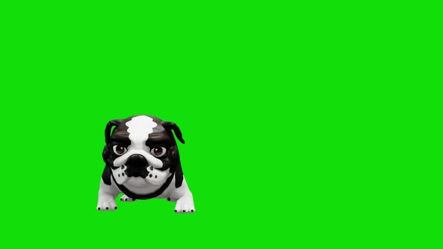 3D character animation of a cute black and white cartoon pitbull dog shaking its body, set against a green screen background. Perfect for video projects and creative content.