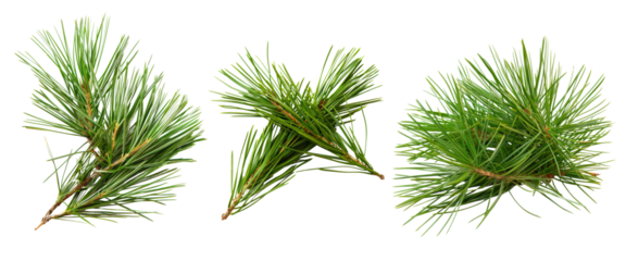 Three lush green pine tree branches isolated on a white background, showcasing natural texture and evergreen foliage.