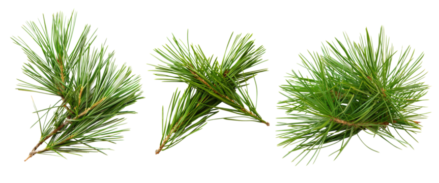 Three lush green pine tree branches isolated on a white background, showcasing natural texture and evergreen foliage.