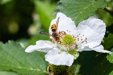 Nomada japonica sucking nectar from blackberry flowers.