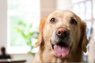 Head shot of happy cute dog posing