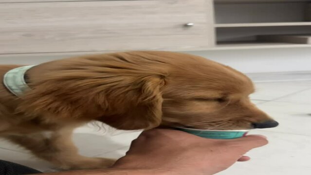 Perro cachorro golden retriver comiendo helado
