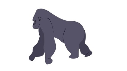 Gorilla walk cycle animation, loop animation, wild animal 2d animation, transparent background