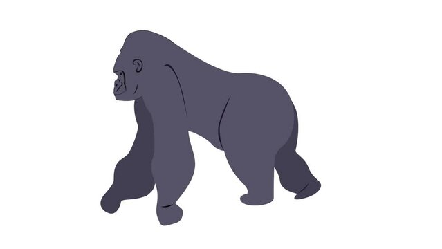 Gorilla walk cycle animation, loop animation, wild animal 2d animation, transparent background