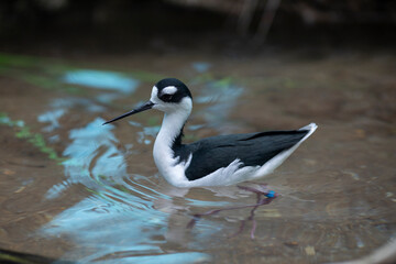 black necked stilt
