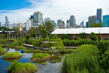 Fototapeta premium Green tropical swamp forest with office building nature landscape