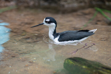 black necked stilt