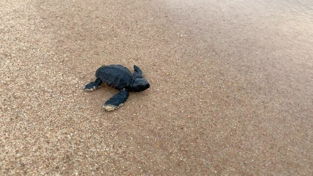 a newborn sea turtle heading towards the sea