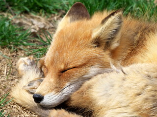 Red fox in summer in eastern Hokkaido