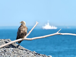White-tailed eagle on the Notsuke Peninsula in eastern Hokkaido