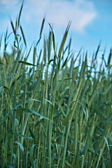 Obraz premium Young green sprouts of wheat on the background of the sky in a spring field. Agriculture scene. Vertical photo