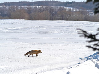 Red fox in winter in eastern Hokkaido