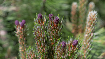 Blooming needle in sunlight. Nature background.