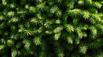 Green coniferous tree. Nature background