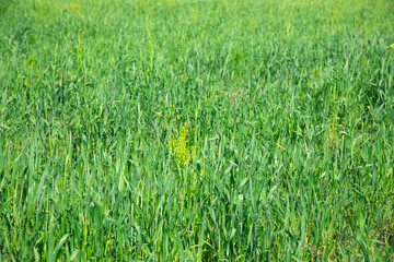 Beautiful green grass field in nature.
