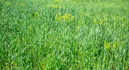 Beautiful green grass field in nature.