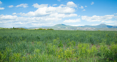 Fototapeta premium Beautiful green field at the spring time.