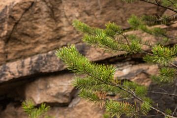 Green pine tree branches and rough natural rocks.  Rugged rocky background close up. Rough cut rocky cliffs. Nature and adventure concept.